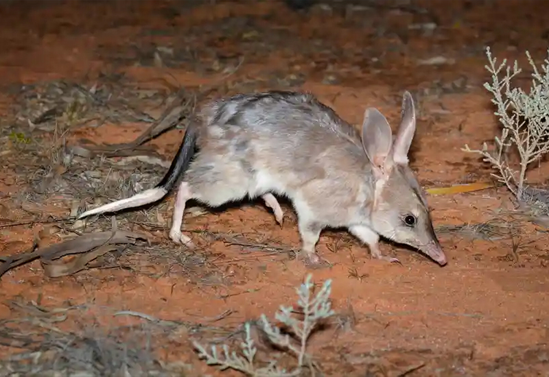 Bilby new and press