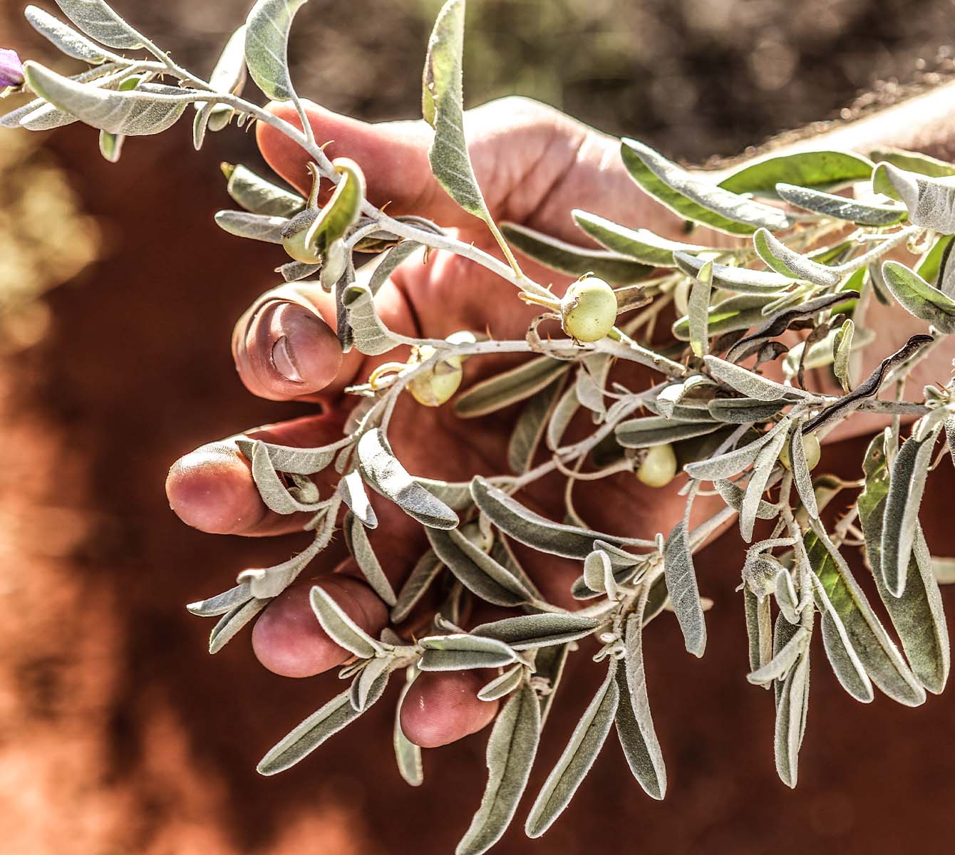 Bush ingredients